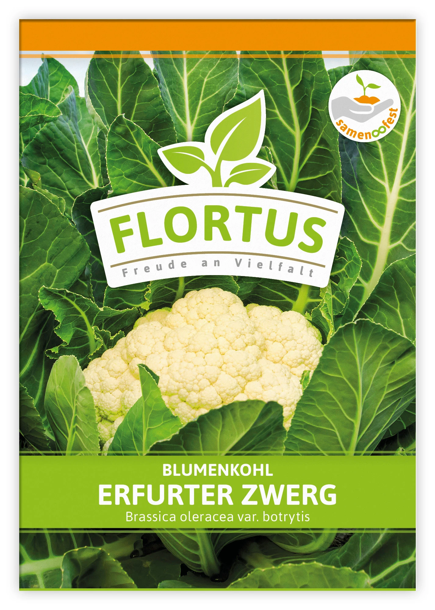Blumenkohl Erfurter Zwerg (100 Stück) | Blumenkohlsamen Von FLORTUS 5 Blumenkohl Erfurter Zwerg (100 Stück) | Blumenkohlsamen Von FLORTUS – Bild 3