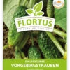 Einlegegurke Vorgebirgstrauben (100 Stück) | Einlegegurkensamen Von FLORTUS 2 Einlegegurke Vorgebirgstrauben (100 Stück) | Einlegegurkensamen Von FLORTUS -Garten- Und Outdoor-Geschäfte 549867 Einlegegurke Vorgebirgstrauben 100 Stueck 2000 0484 100x 1