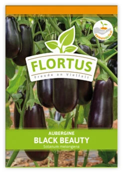 Aubergine Black Beauty (100 Stück) | Auberginensamen Von FLORTUS -Garten- Und Outdoor-Geschäfte 549874 Aubergine Black Beauty 100 Stueck 2000 0491 100x 1