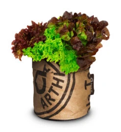 Greensquad Knackiger Salat | Anzuchtsets Von Baza -Garten- Und Outdoor-Geschäfte 550260 Greensquad Knackiger Salat 18027722 bz 1