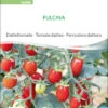 Datteltomate Pulcina | BIO Stabtomatensamen Von Sativa Rheinau -Garten- Und Outdoor-Geschäfte 551672 BIO Datteltomate Pulcina to06 sr 0