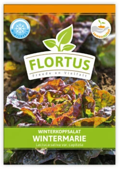 Winterkopfsalat Wintermarie (100 Tütchen) | Kopfsalatsamen Von FLORTUS -Garten- Und Outdoor-Geschäfte 551876 Winterkopfsalat Wintermarie 100 Tuetchen 2000 0560 100x 1