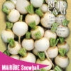 Mairübe Snowball | BIO Mairübensamen Von Reinsaat -Garten- Und Outdoor-Geschäfte 551938 BIO Mairuebe Snowball Ko81 rs 0