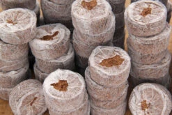 Kokos Quelltöpfe (1155 Stück) | BIO Kokos Quelltöpfe Von Jiffy -Garten- Und Outdoor-Geschäfte 551968 BIO Kokos Quelltoepfe 1155 Stueck 63170030 jf 6