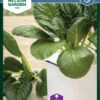 Komatsuna | Salatsamen Von Nelson Garden -Garten- Und Outdoor-Geschäfte 552131 Komatsuna 90514 ng 0
