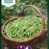 Grüne Bohne Cogito | Bohnensamen Von Nelson Garden -Garten- Und Outdoor-Geschäfte 552231 Gruene Bohne Cogito 90202 ng 0