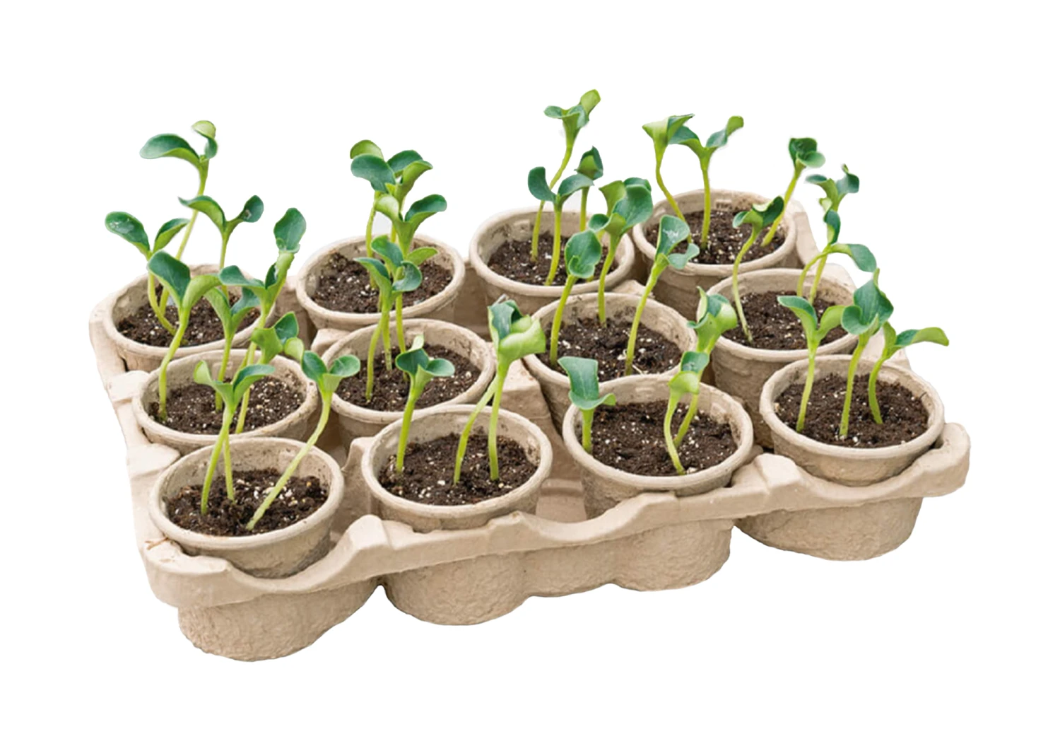 Eco Topfplatte (12 Töpfe) | Anzuchtschalen Von Sogo 3 Eco Topfplatte (12 Töpfe) | Anzuchtschalen Von Sogo