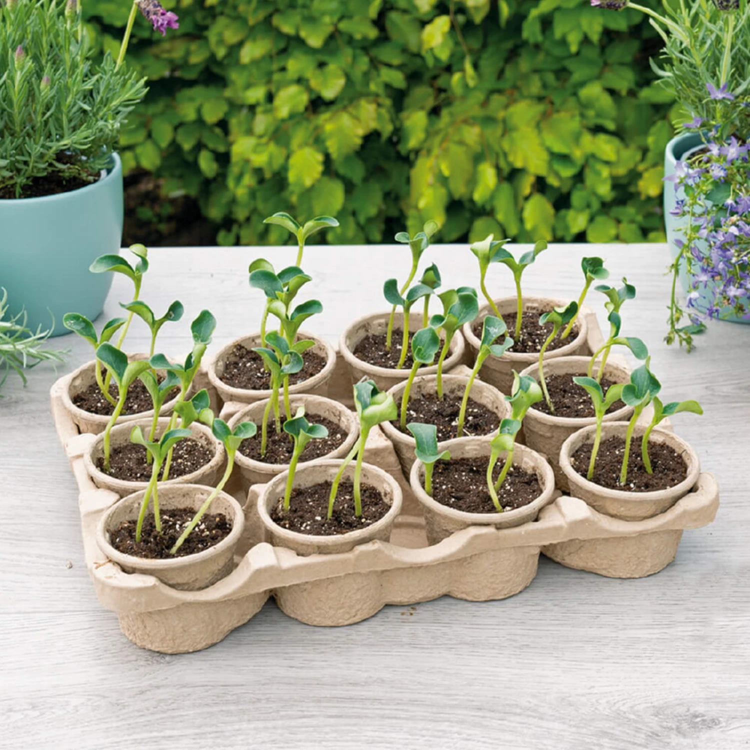 Eco Topfplatte (12 Töpfe) | Anzuchtschalen Von Sogo 4 Eco Topfplatte (12 Töpfe) | Anzuchtschalen Von Sogo – Bild 2