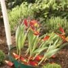 Blumenzwiebel Korb | Gartenzubehör Von Garland -Garten- Und Outdoor-Geschäfte 558874 23 cm Blumenzwiebel Korb Klein 3 Stueck W0470 gl 4