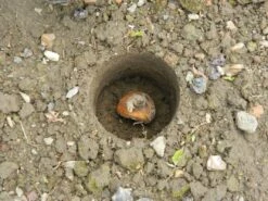 28 X 26 X 7,5 Cm Kurzstieliger Blumenzwiebel Pflanzer | Gartenzubehör Von Garland 19 28 X 26 X 7,5 Cm Kurzstieliger Blumenzwiebel Pflanzer | Gartenzubehör Von Garland -Garten- Und Outdoor-Geschäfte 558875 28 x 26 x 7 5 cm Kurzstieliger Blumenzwiebel Pflanzer W0474 gl 4