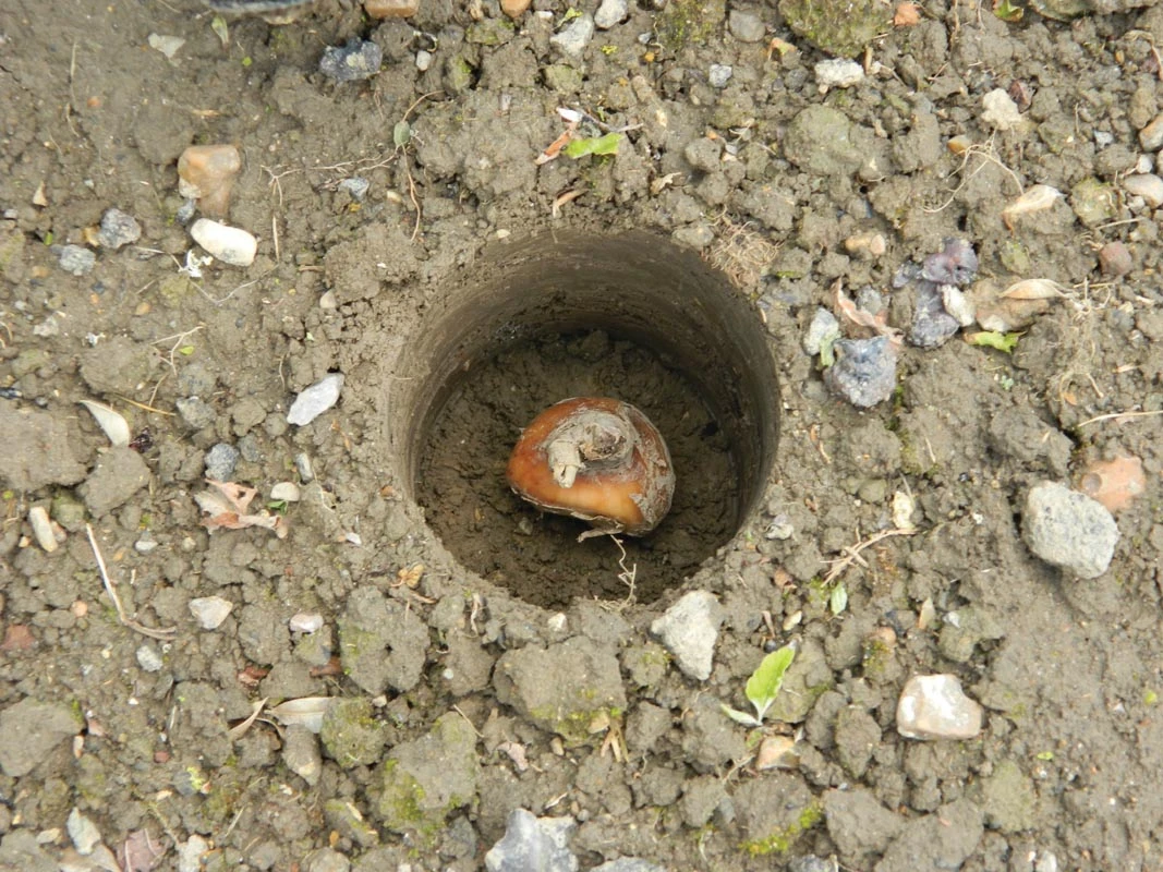 28 X 26 X 7,5 Cm Kurzstieliger Blumenzwiebel Pflanzer | Gartenzubehör Von Garland 11 28 X 26 X 7,5 Cm Kurzstieliger Blumenzwiebel Pflanzer | Gartenzubehör Von Garland – Bild 9