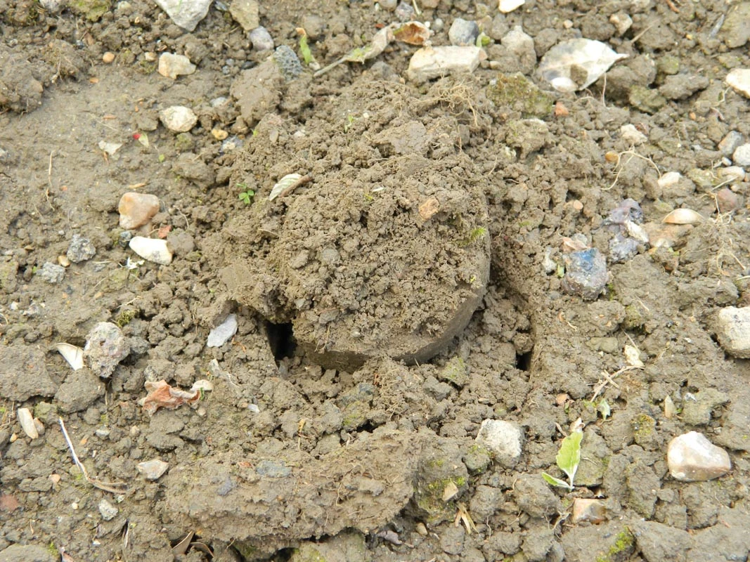 28 X 26 X 7,5 Cm Kurzstieliger Blumenzwiebel Pflanzer | Gartenzubehör Von Garland 7 28 X 26 X 7,5 Cm Kurzstieliger Blumenzwiebel Pflanzer | Gartenzubehör Von Garland – Bild 5