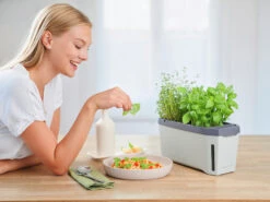 HARRY HERBS Kräutertopf Hellgrau | Kräutertöpfe Von Gusta Garden -Garten- Und Outdoor-Geschäfte 560334 HARRY HERBS hellgrau 100B10 gg 7