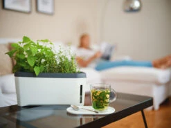 HARRY HERBS Weiß Ohne Haube | Kräutertöpfe Von Gusta Garden -Garten- Und Outdoor-Geschäfte 560337 HARRY HERBS weiss ohne Haube 102B20 gg 7