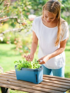 HARRY HERBS Kräutertopf Blau | Kräutertöpfe Von Gusta Garden -Garten- Und Outdoor-Geschäfte 560340 HARRY HERBS blau 104B10 gg 4