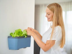 HARRY HERBS Blau Ohne Haube | Kräutertöpfe Von Gusta Garden -Garten- Und Outdoor-Geschäfte 560341 HARRY HERBS blau ohne Haube 104B20 gg 2