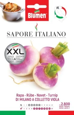 Rübe Di Milano A Colletto Viola | Rübensamen Von BLUMEN Group