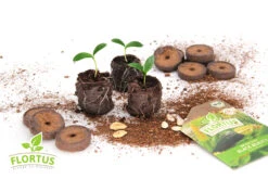 36 Mm Kokos Quelltabletten | Kokos Quelltabletten Von FLORTUS