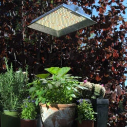 LED Pflanzenlampe Floris | LED Pflanzenlampen Von Neusius