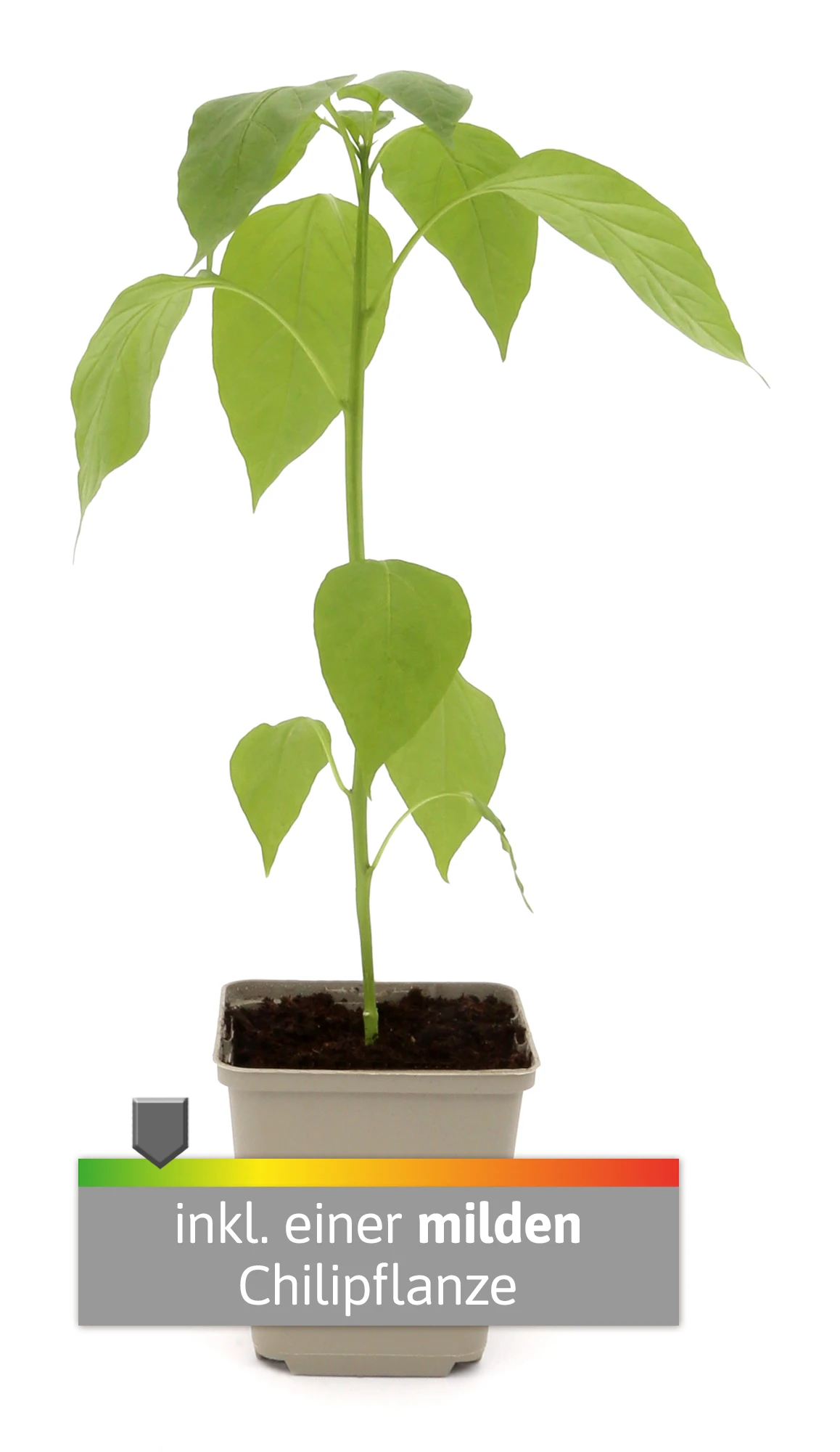 Charly Chili Chilitopf Inkl. Chilipflanze | Pflanzsets Von Gusta Garden X Chilivielfalt