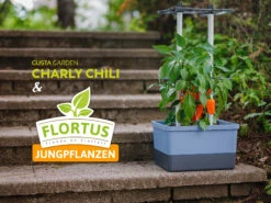 Charly Chili Chilitopf Inkl. Chilipflanze | Pflanzsets Von Gusta Garden X Chilivielfalt -Garten- Und Outdoor-Geschäfte 562593 Charly Chili Chilitopf inkl Chilipflanze 7600 6501 7 15
