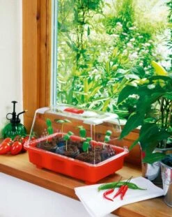 Zimmergewächshaus Veggie | Zimmergewächshaus Von Romberg -Garten- Und Outdoor-Geschäfte 832 1