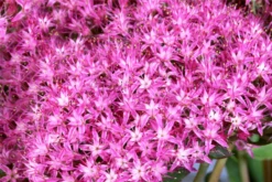 Großes Garten-Fettblatt „Munstead Dark Red“