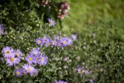 Garten-Sommer-Aster „Rudolf Goethe“