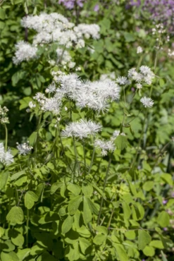 Akeleiblättrige Wiesenraute -Garten- Und Outdoor-Geschäfte GS430863 800x800