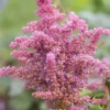 Astilbe „Younique Cerise“ -R- -Garten- Und Outdoor-Geschäfte GS441865 800x800