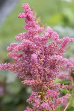 Astilbe „Younique Cerise“ -R-
