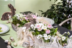 Tausendschön -Garten- Und Outdoor-Geschäfte GS469878 800x800