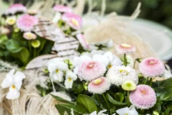 Tausendschön -Garten- Und Outdoor-Geschäfte GS469886 800x800