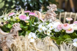 Tausendschön -Garten- Und Outdoor-Geschäfte GS469909 800x800