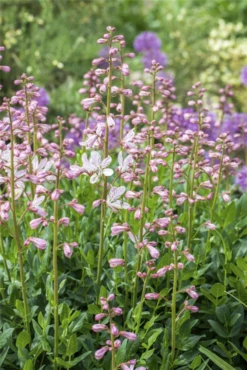 Gewöhnlicher Diptam -Garten- Und Outdoor-Geschäfte GS491460 800x800