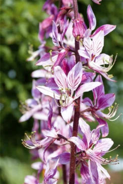 Gewöhnlicher Diptam -Garten- Und Outdoor-Geschäfte GS492660 800x800