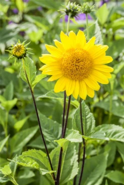 Garten-Stauden-Sonnenblume „Capenoch Star“ -Garten- Und Outdoor-Geschäfte GS498851 800x800