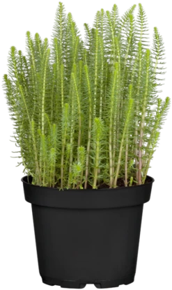 Gewöhnlicher Tannenwedel