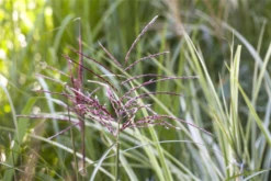 Gewöhnliches Schilf -Garten- Und Outdoor-Geschäfte GS503493 800x800