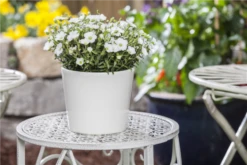 Berg-Sandkraut „Blizzard Compact“ -Garten- Und Outdoor-Geschäfte GS518257 800x800