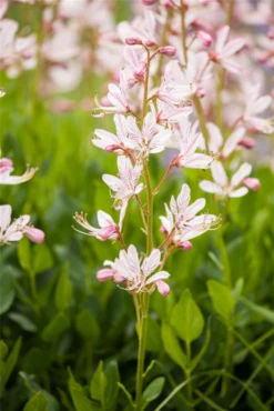 Gewöhnlicher Diptam -Garten- Und Outdoor-Geschäfte GS527840 800x800