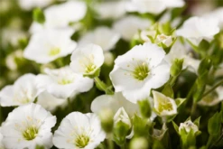 Berg-Sandkraut „Blizzard Compact“ -Garten- Und Outdoor-Geschäfte GS527884 800x800