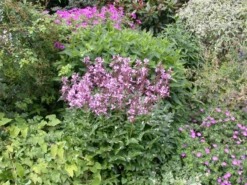 Gewöhnlicher Diptam -Garten- Und Outdoor-Geschäfte GS614078 800x800