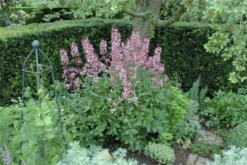 Gewöhnlicher Diptam -Garten- Und Outdoor-Geschäfte GS614080 800x800