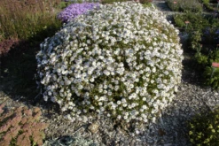 Garten-Schönaster „Madiva“ -Garten- Und Outdoor-Geschäfte GS619722 800x800