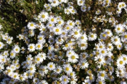 Garten-Schönaster „Madiva“ -Garten- Und Outdoor-Geschäfte GS619723 800x800