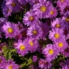 Garten-Kissen-Aster „Kassel“ -Garten- Und Outdoor-Geschäfte GS619732 800x800