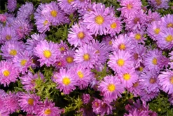 Garten-Kissen-Aster „Kassel“ -Garten- Und Outdoor-Geschäfte GS619733 800x800