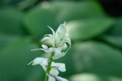 Duftende Lilien-Funkie