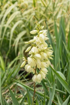 Fädige Palmlilie -Garten- Und Outdoor-Geschäfte GS671030 800x800